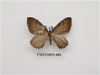 藏品(尺蛾578)的圖片